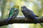 When finding a mate, intelligence matters to female parakeets